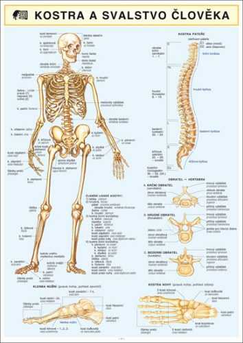 Kostra a svalstvo člověka - Barbora Dančová - A4