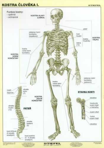 Kostra člověka I - tabulka A4 - lamino (21 x 30 cm)