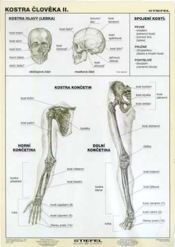 Kostra člověka II - tabulka A4 - lamino (21 x 30 cm)