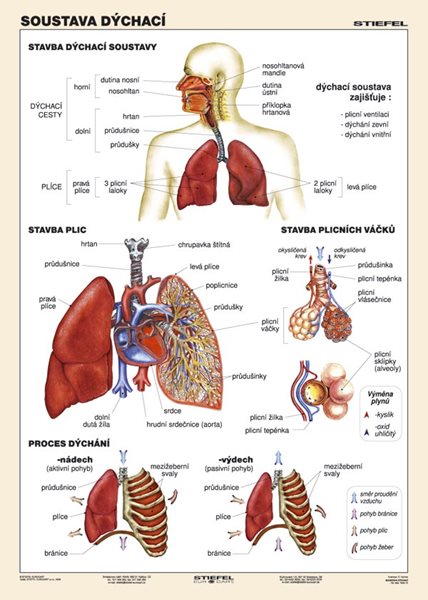 Soustava dýchací - tabulka A4 - lamino (21×30 cm)