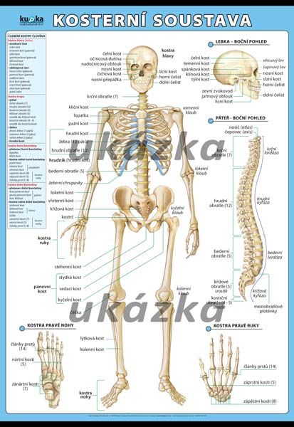 Kosterní soustava XL (100x70 cm) - 100×70 cm